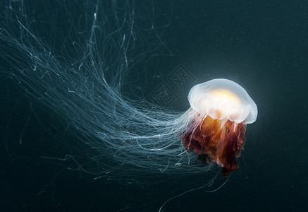 今日秒杀水下摄影集海洋旅游海洋生物游记冒险世界潜水员浮潜行社uw背景