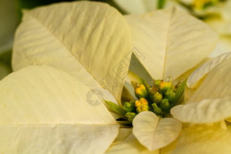 比索黄色叶子白色植物科植物背景图片