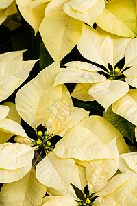 比索植物科黄色叶子植物白色背景图片