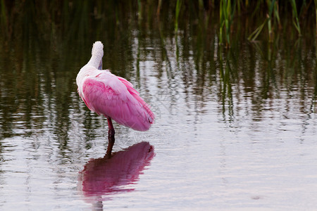 腐蚀汤勺山植被土壤白色游客假期粉色柏丁动物中心湿地高清图片