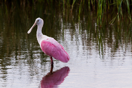 腐蚀汤勺山柏丁动物粉色游客中心白色土壤植被假期湿地高清图片