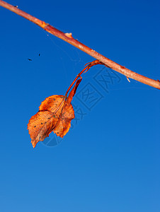 坚持到最后坚持到秋天的最后几天 树枝上有橙色的叶子 对着清蓝的天空背景