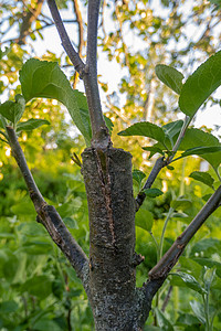 去年春天 在苹果树的树枝上挂着果树 被摘除果树木头裂缝枝条工作农场发芽果园农业植物宏观背景