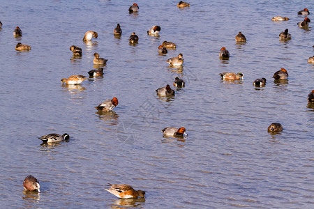 鸭子假期游客中心红色动物柏丁黑胸高清图片