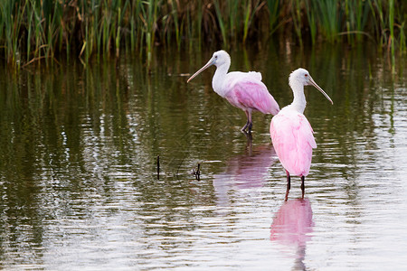 鸟取县腐蚀汤勺山白色游客动物植被粉色湿地中心柏丁假期土壤背景