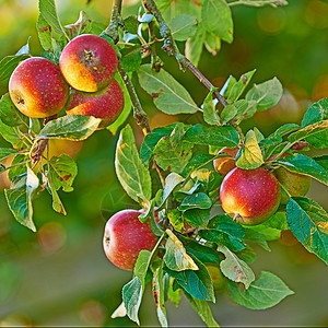 让艾远离苹果的采摘从未像现在这样吸引人   一种非常健康和诱人的治疗方法 但是 它却让医生远离了自己太阳阳光果园树木水果食物农场植物生活背景