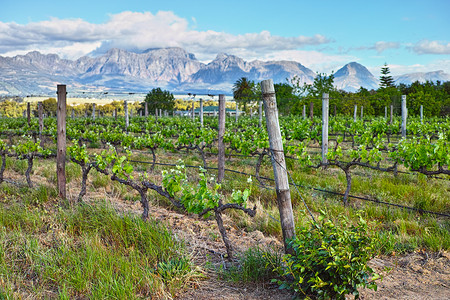 培育屡获殊荣的葡萄酒 开普酒乡葡萄园的风景高清图片