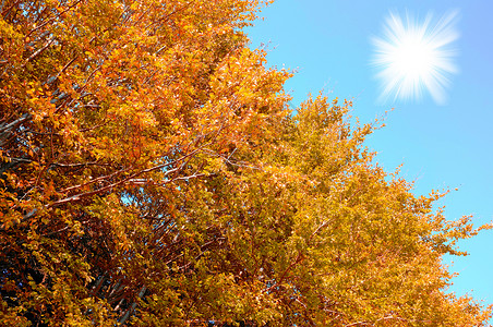 森林中秋色的一张照片蓝色植物阳光树木金子树叶叶子晴天墙纸橙子背景图片