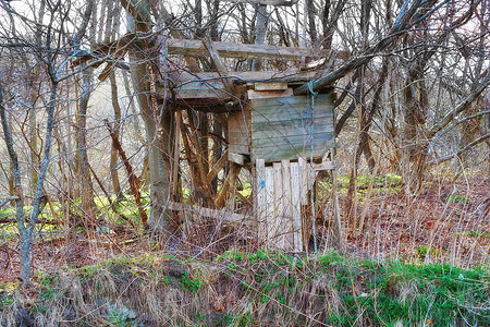 在荒郊野外的树屋 森林里的一座老树屋背景