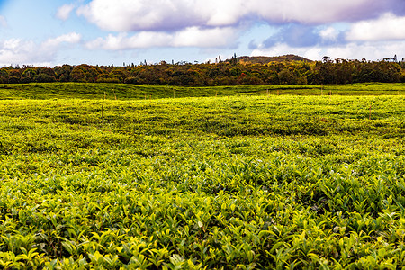 毛里求斯岛内地红绿茶和天然茶叶的灌木林背景图片