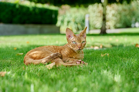 红德文雷克斯猫 躺在绿草上马具后院哺乳动物警报公园小猫短发动物猫科卷曲背景
