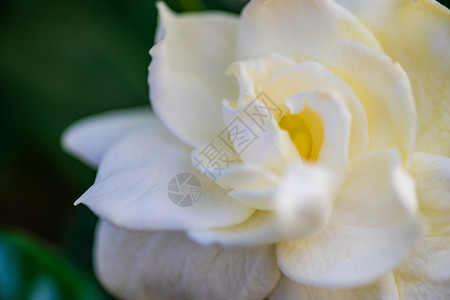 花园里花朵的白花花茶花公园白色植物背景图片