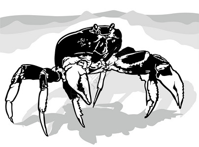 蟹爪兰从前视图绘制大螃蟹图插画