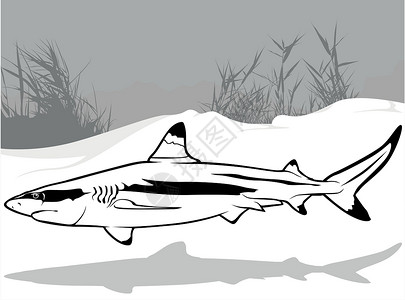 黑鳍鲨从 简介 中提取黑礁鲨鱼插画
