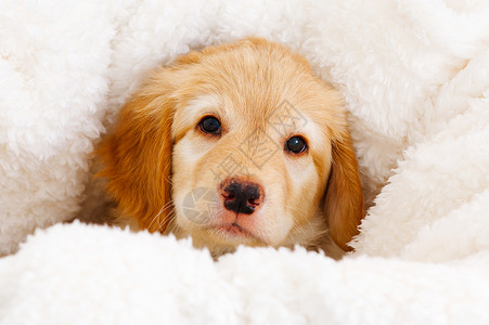瓦塞迪赫特快乐的小狗有趣的高清图片