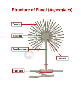 光学显微镜下的Asperglus的结构和生理学高清图片