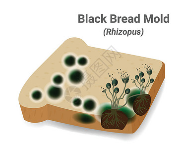 面包模具制模在面包板上出现黑真菌假根疾病生物学雕刻感染植物艺术鉴别药品显微镜插画