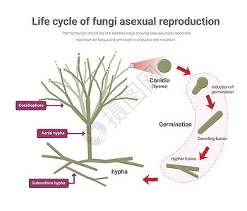 真菌学青蒿素 真菌生命周期中的性生殖插画