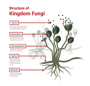 植物细胞结构Rhizopus模具 面包模具 黑真菌结构图解生物学科学药品生物孢子植物殖民地假根绘画雕刻插画