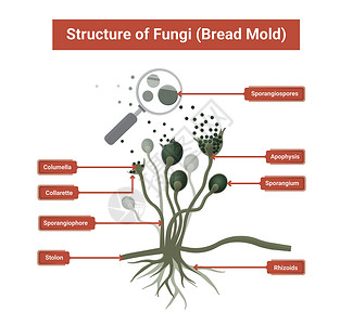 恩根黑罗Rhizopus模具 面包模具 黑真菌结构图解雕刻生物学药品隆起疾病绘画假根艺术鉴别实验室插画