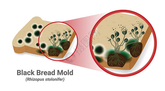 恩根黑罗制模在面包板上出现黑真菌科学鉴别假根生物学疾病艺术宏观实验室雕刻孢子插画