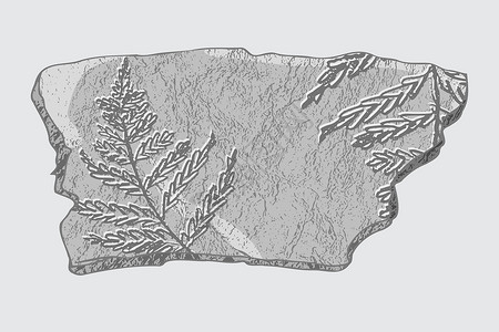 草图植物素材建造科学高清图片