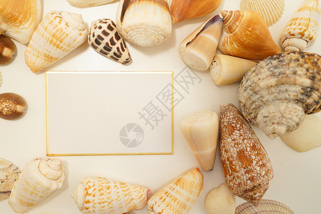 散散散的贝壳(有文字空间)背景图片