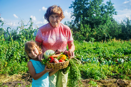收获女孩花园里的外祖母和孙女收割 有选择地集中注意力叶子孩子们产品女士萝卜婴儿食物孩子女孩植物背景