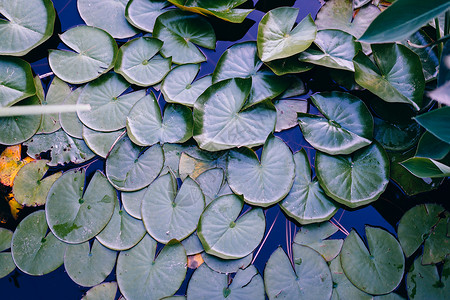 水百叶叶叶岩表地表背景植物学公园植物群植物软垫池塘蓝色脆弱性花园荷花背景图片