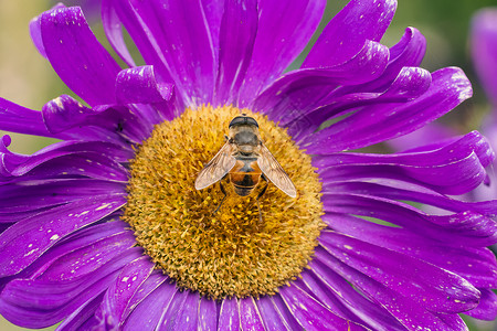 花朵与蜜蜂收集花粉或花蜜 在花园野生动物昆虫花瓣菊科宏观雏菊植物紫色背景图片