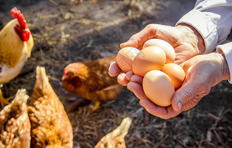 鸡肉家鸡蛋在手头 有选择的焦点孩子们农场乡村鸟类皱纹女士村庄木板婴儿食物背景图片