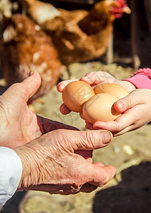 鸡肉家鸡蛋在手头 有选择的焦点生物祖母生活男人食物皱纹村庄乡村婴儿女士背景图片