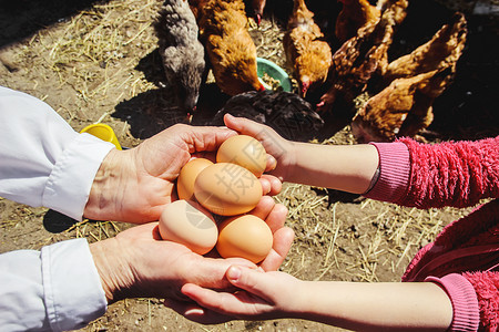 鸡肉家鸡蛋在手头 有选择的焦点孩子们横幅孩子皱纹生活生物祖父木板男人女士背景图片