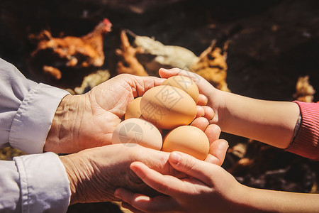 鸡肉家鸡蛋在手头 有选择的焦点婴儿孩子女士孩子们幸福祖母祖父乡村生物鸟类背景图片