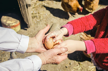 鸡肉家鸡蛋在手头 有选择的焦点木板喂养横幅鸟类动物孩子孩子们皱纹生活女士背景图片