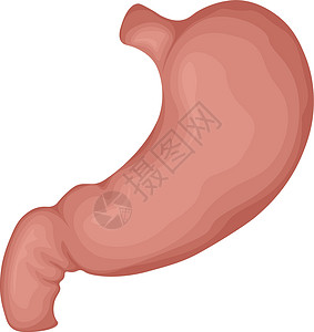 胃矢量图人的胃 人体胃的解剖结构 一个人的内部器官 在白色背景上孤立的矢量图插画