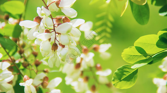 阿卡西亚开花 自然 选择性焦点 植物和植物白色香味森林衬套绿色季节宏观花朵木板植物群背景