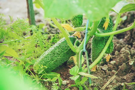 拟人平菇爱黄瓜手工种植黄瓜和收割在手中花园小屋农业生物孩子们栽培蔬菜孩子横幅乡村背景