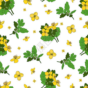 白屈菜Celandine 药草和鲜花 白底无缝黄花型白本插画