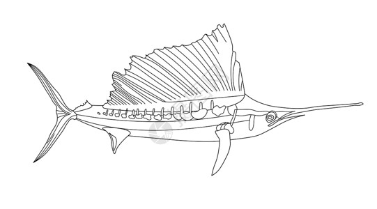 长鼻海针 箭鱼 抗压鱼彩色页面 海洋生物 海底世界插画