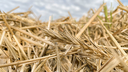 小麦草干燥艺术高清图片
