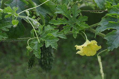 树上含苦瓜的原生黄瓜苦菜种子农业生产蔬菜营养植物公司饮食苦瓜背景图片