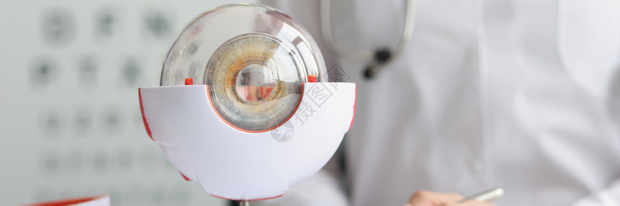 临床眼科医生 作为书桌上眼睛模型的一部分 阴囊样本背景