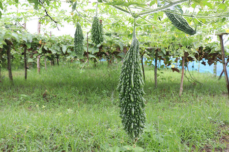 树上含苦瓜的原生黄瓜营养苦菜植物食物蔬菜绿色生产叶子苦瓜宏观背景图片