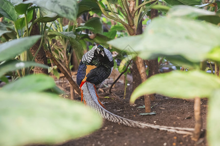 热带森林中美丽的长尾雀鸟群高清图片