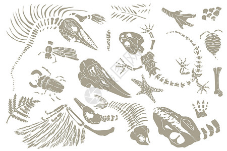 大连贝壳博物馆一套史前动物 昆虫和植物骨骼的粉笔素描印记 灰色考古学 裂缝岩石碎片 碎片巨石 一套逼真的手绘艺术 矢量图插画