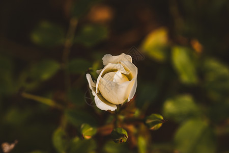 红花宏观照片植物庭园植物群花红花瓣玫瑰园艺花束花园背景图片