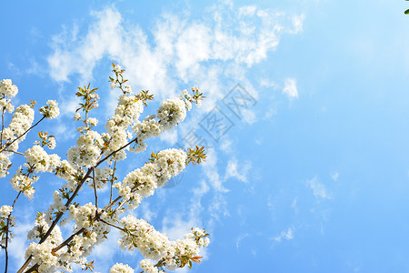 赏花有约樱桃花 背景有天空背景
