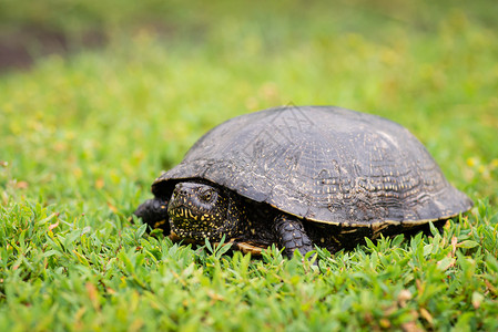 草龟绿草上的黑乌龟背景