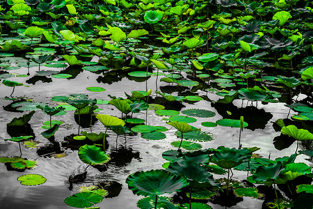 莲叶和池塘叶子水滴荷叶豹纹植物背景图片